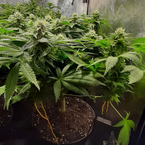 White Diesel growlog timeline photo
