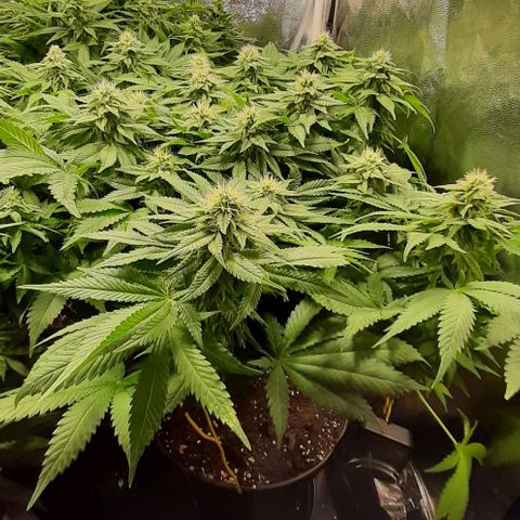 White Diesel growlog timeline photo