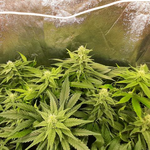 Banana Kush growlog timeline photo