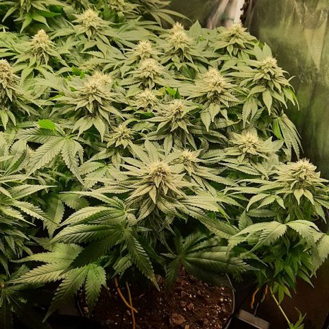 White Diesel growlog timeline photo