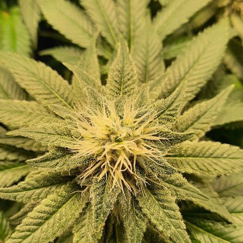 White Diesel growlog timeline photo