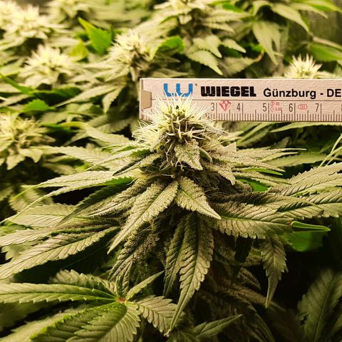 White Diesel growlog timeline photo