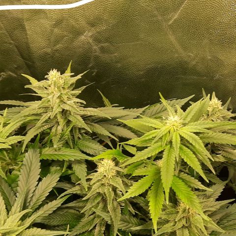 Banana Kush growlog timeline photo