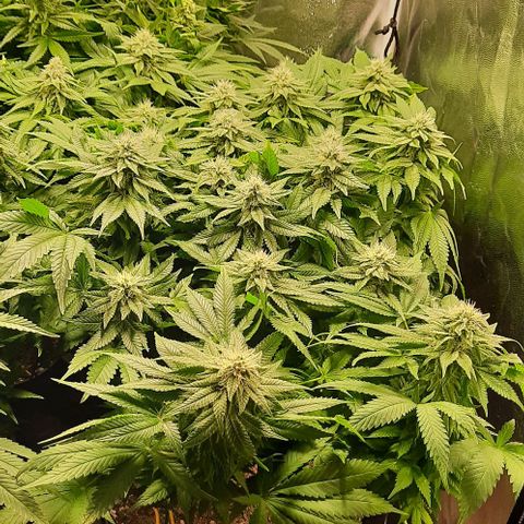 White Diesel growlog timeline photo