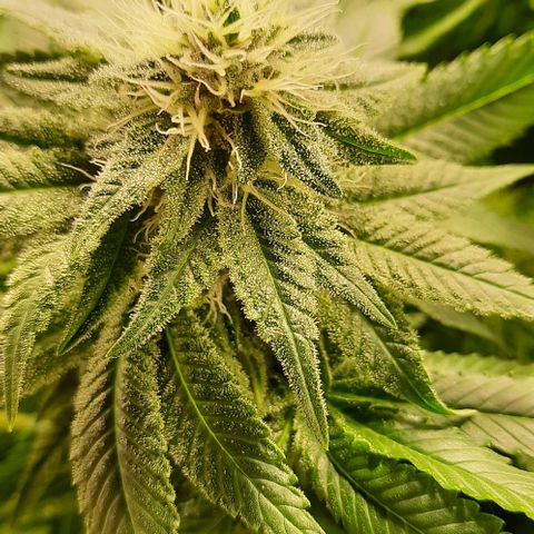 White Diesel growlog timeline photo