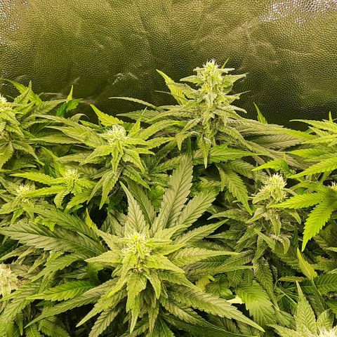 Banana Kush growlog timeline photo