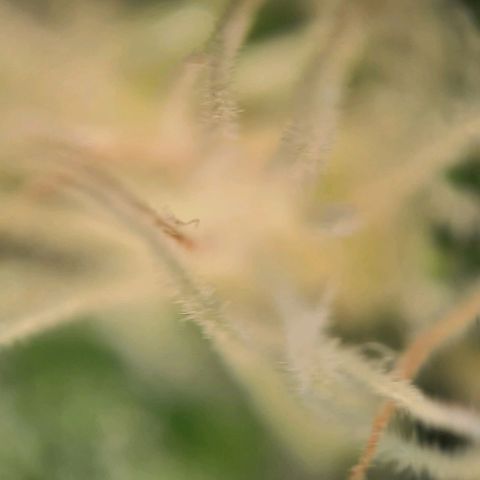 White Diesel growlog timeline photo
