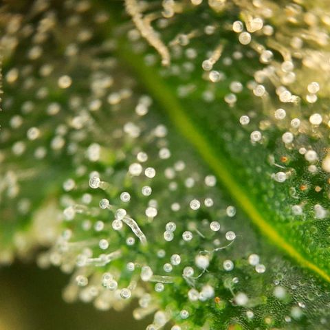 White Diesel growlog timeline photo