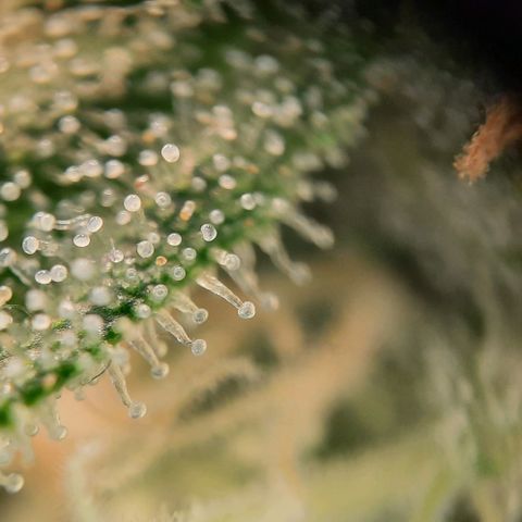 White Diesel growlog timeline photo