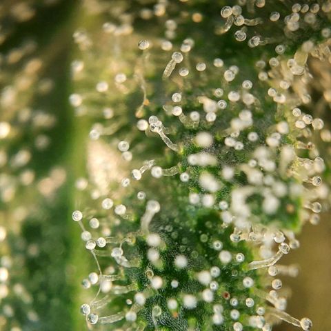 White Diesel growlog timeline photo