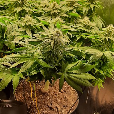 White Diesel growlog timeline photo
