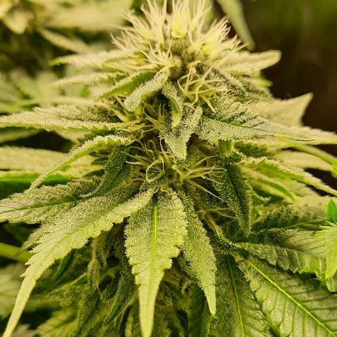 White Diesel growlog timeline photo