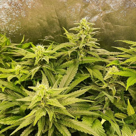 Banana Kush growlog timeline photo
