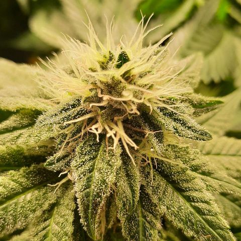 White Diesel growlog timeline photo