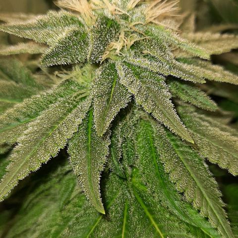 White Diesel growlog timeline photo