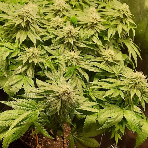 White Diesel growlog timeline photo