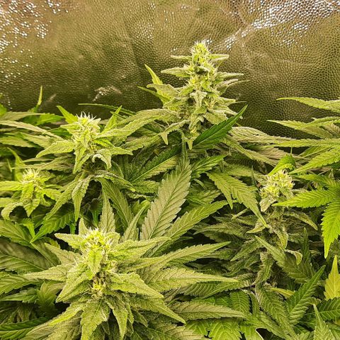 Banana Kush growlog timeline photo