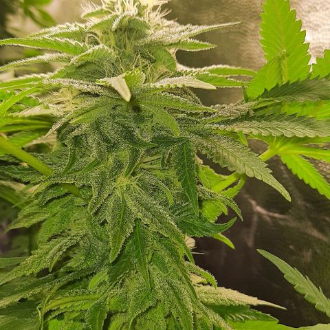 Banana Kush growlog timeline photo