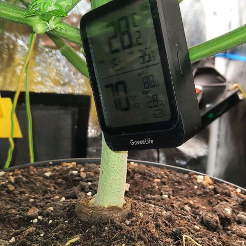 White Diesel growlog timeline photo