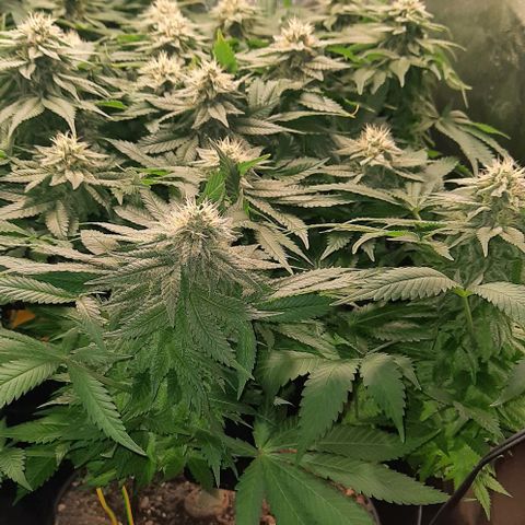 White Diesel growlog timeline photo