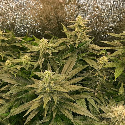 Banana Kush growlog timeline photo