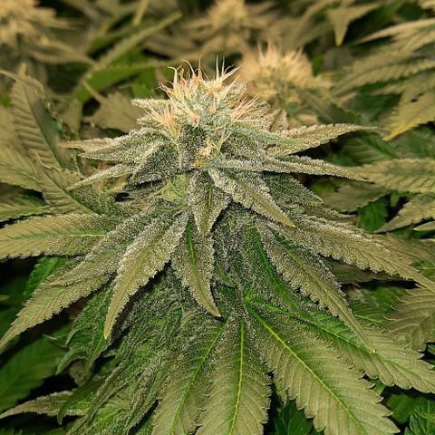 White Diesel growlog timeline photo