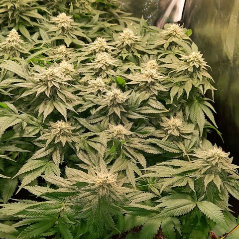 White Diesel growlog timeline photo