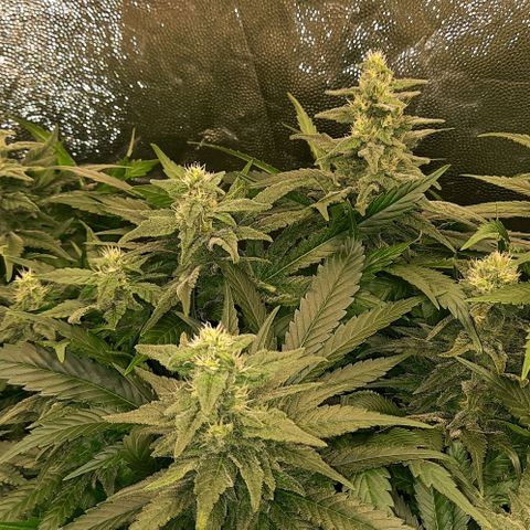 Banana Kush growlog timeline photo