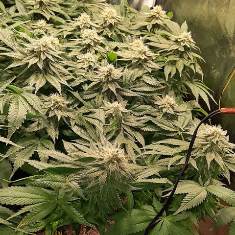 White Diesel growlog timeline photo