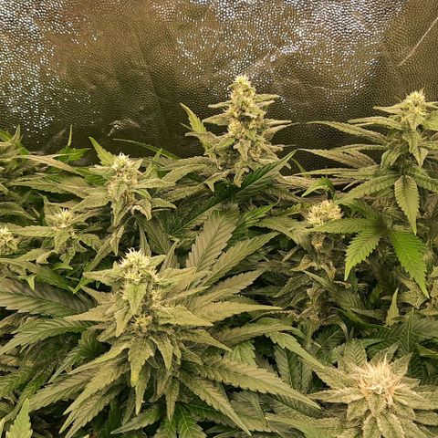 Banana Kush growlog timeline photo