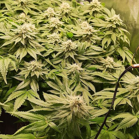 White Diesel growlog timeline photo