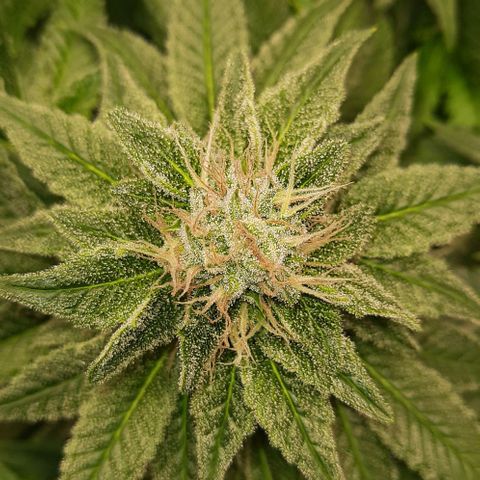 White Diesel growlog timeline photo