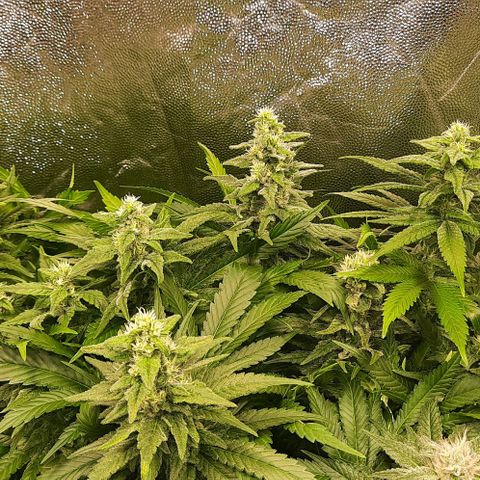 Banana Kush growlog timeline photo