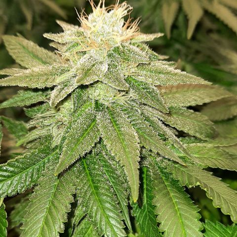 White Diesel growlog timeline photo