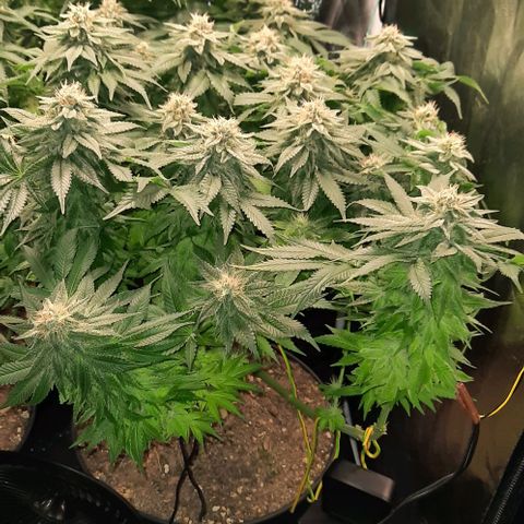 White Diesel growlog timeline photo