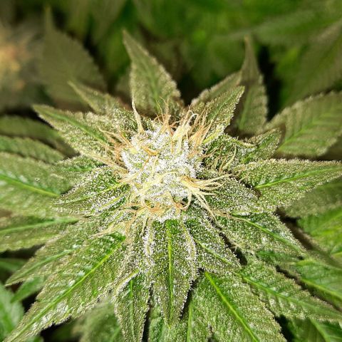 White Diesel growlog timeline photo