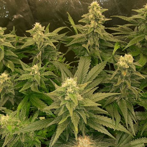 Banana Kush growlog timeline photo