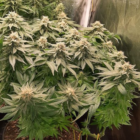 White Diesel growlog timeline photo