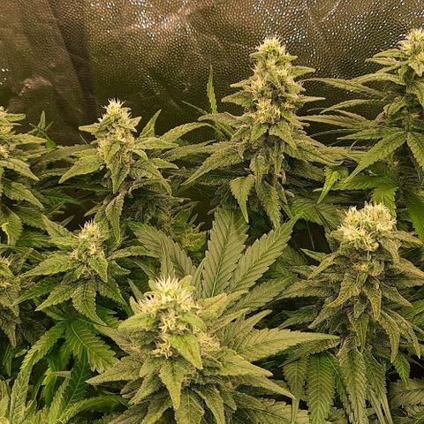 Banana Kush growlog timeline photo