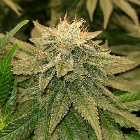 White Diesel growlog timeline photo