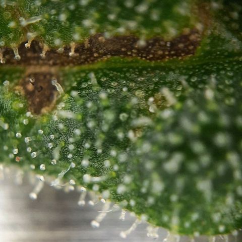Banana Kush growlog timeline photo
