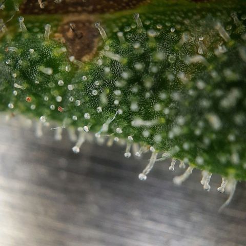 Banana Kush growlog timeline photo