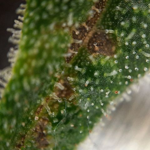 Banana Kush growlog timeline photo