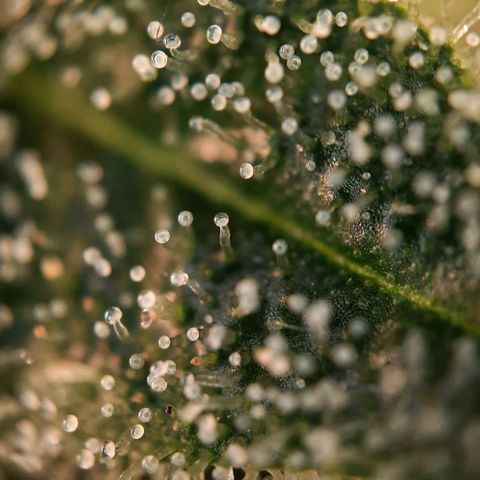 White Diesel growlog timeline photo