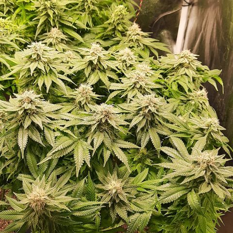 White Diesel growlog timeline photo