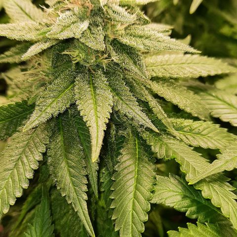 White Diesel growlog timeline photo