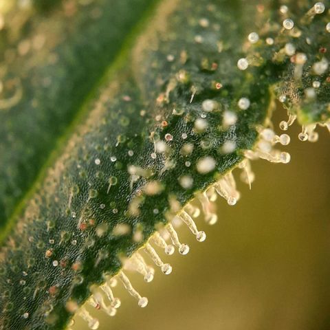 White Diesel growlog timeline photo