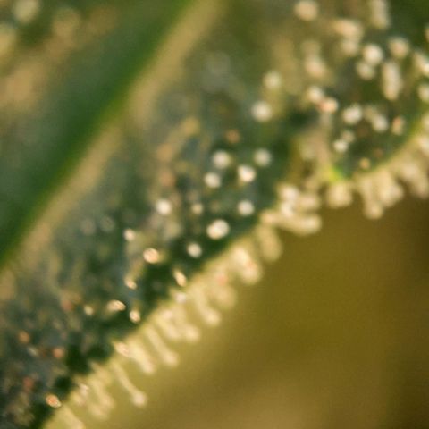 White Diesel growlog timeline photo
