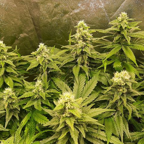 Banana Kush growlog timeline photo
