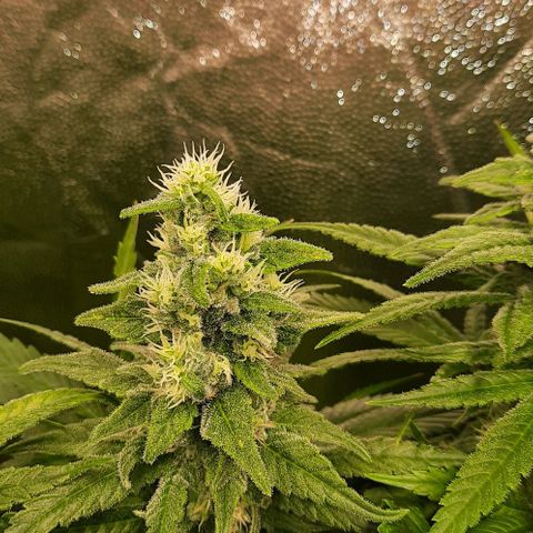 Banana Kush growlog timeline photo